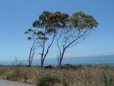 Three Trees Outside Santa Monica