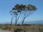 Three Trees Outside Santa Monica