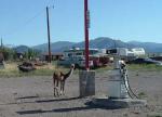 Llama at Gas Pump